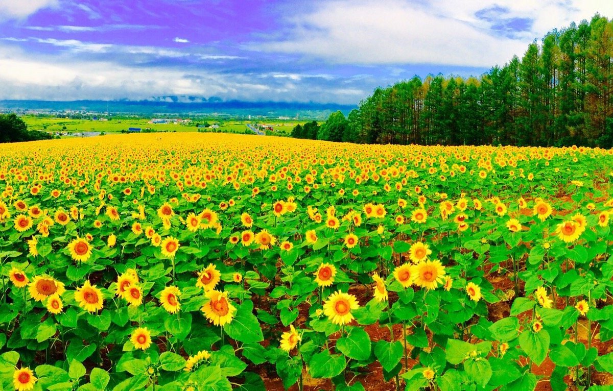 🏞️ 홋카이도립 선필러 파크 (北海道立サンピラーパーク) 이미지 3